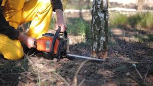How Our Tree Care Process Works  in  Doa Ana, NM